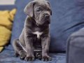 Üst kalite cane corso yavruları