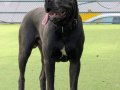 Üst kalite cane corso yavruları