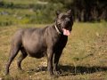 Üst kalite cane corso yavruları