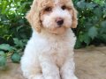 Elit Dev poodle yavruları