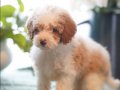 Elit Dev poodle yavruları