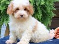 Elit Dev poodle yavruları