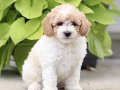 Elit Dev poodle yavruları