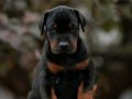 Elit king Doberman yavruları