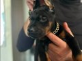 Elit king Doberman yavruları