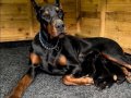 Elit king Doberman yavruları