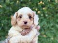 2 aylık Maltipoo bebekler