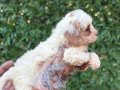 2 aylık Maltipoo bebekler