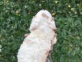 2 aylık Maltipoo bebekler