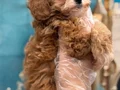 Orijinal Kore Maltipoo bebekler kg garantili 