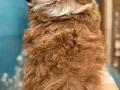Orijinal Kore Maltipoo bebekler kg garantili 