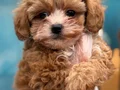 Orijinal Kore Maltipoo bebekler kg garantili 
