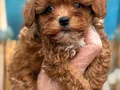 Orijinal Kore Maltipoo bebekler kg garantili 