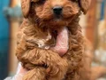 Orijinal Kore Maltipoo bebekler kg garantili 