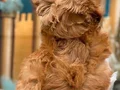 Orijinal Kore Maltipoo bebekler kg garantili 