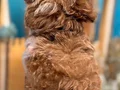 Orijinal Kore Maltipoo bebekler kg garantili 