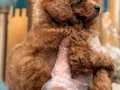 Orijinal Kore Maltipoo bebekler kg garantili 