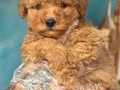 Altın rengi toy poodle yavruları 