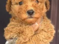 Altın rengi toy poodle yavruları 