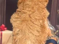 Altın rengi toy poodle yavruları 