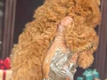 Altın rengi toy poodle yavruları 