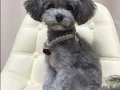 Türkiye’de nadir silver toy poodle yavruları 