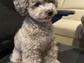 Türkiye’de nadir silver toy poodle yavruları 