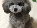 Türkiye’de nadir silver toy poodle yavruları 