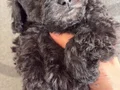 Türkiye’de nadir silver toy poodle yavruları 