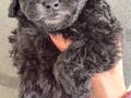 Türkiye’de nadir silver toy poodle yavruları 