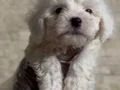 Orijinal Kore aşılı Maltese yavruları