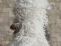 Orijinal Kore aşılı Maltese yavruları