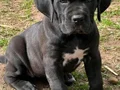  üst segment cane Corso yavruları