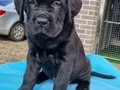  üst segment cane Corso yavruları