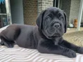  üst segment cane Corso yavruları
