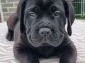  üst segment cane Corso yavruları