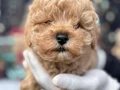 Orijinal toy boyutta Maltipoo yavruları 