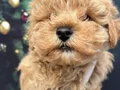 Orijinal toy boyutta Maltipoo yavruları 