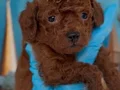 Antialerjik toy poodle yavrular 