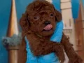 Antialerjik toy poodle yavrular 