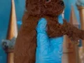 Antialerjik toy poodle yavrular 