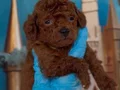 Antialerjik toy poodle yavrular 