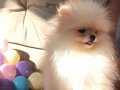 Pomeranian Boo Teddy
