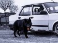 Solid black siyah uzun tüy alman çoban köpeği detaylı bilgi 