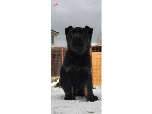 Solid Black B Clor Alman Çoban