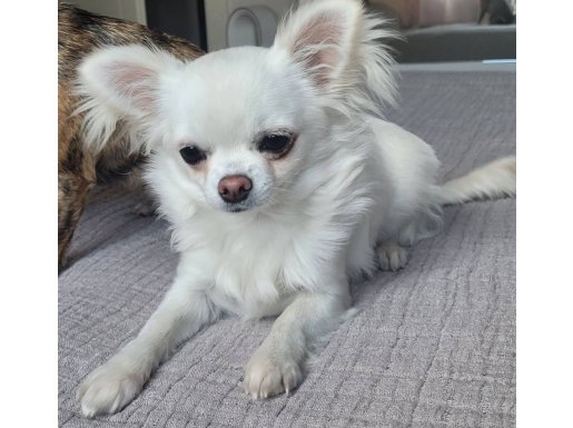 Secereli dişi sivava 6 aylık 