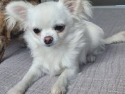 Secereli dişi sivava 6 aylık 