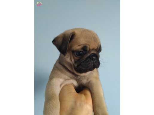 Pug Mops Yavrular