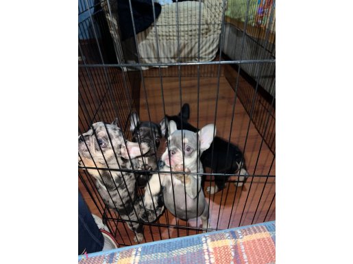 Oyuncu ve Sağlıklı French Bulldog Bebekler 