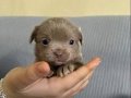 Safkan chihuahua 